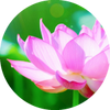 天然香料 Inspiring Lotus