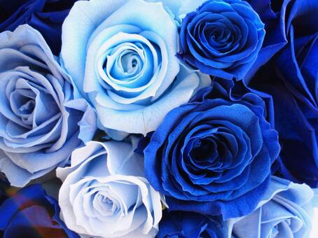 5月4日 5日千葉県京成バラ園 Blue Rose Marche 開催します ミニオン化粧品 ホルミシスクリームの製造販売 公式